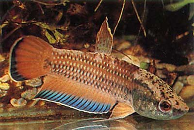 Betta picta